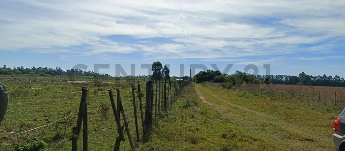 Foto de Campo y casa en venta, con plantacion de limones. Bella Vista, imagen 1