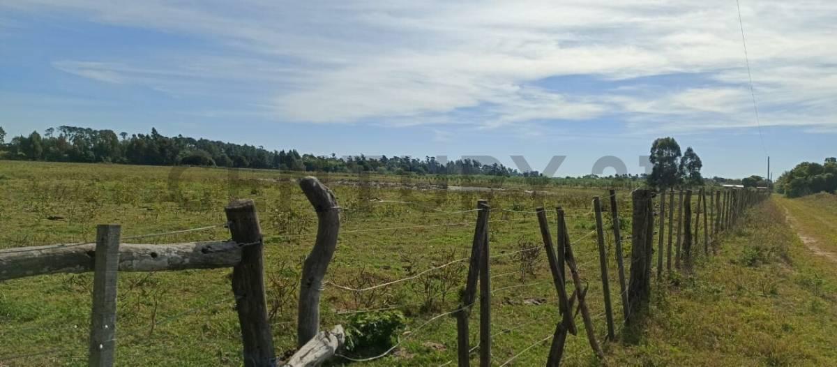 Foto de Campo y casa en venta, con plantacion de limones. Bella Vista, imagen 5