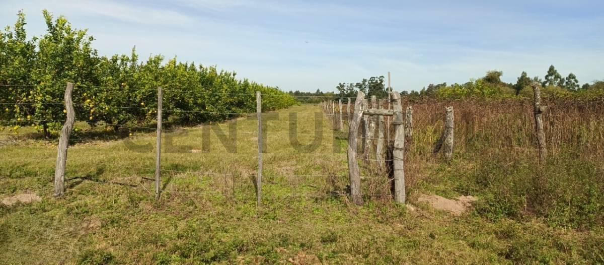Foto de Campo y casa en venta, con plantacion de limones. Bella Vista, imagen 3