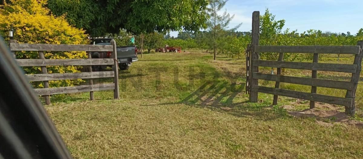 Foto de Campo y casa en venta, con plantacion de limones. Bella Vista, imagen 2