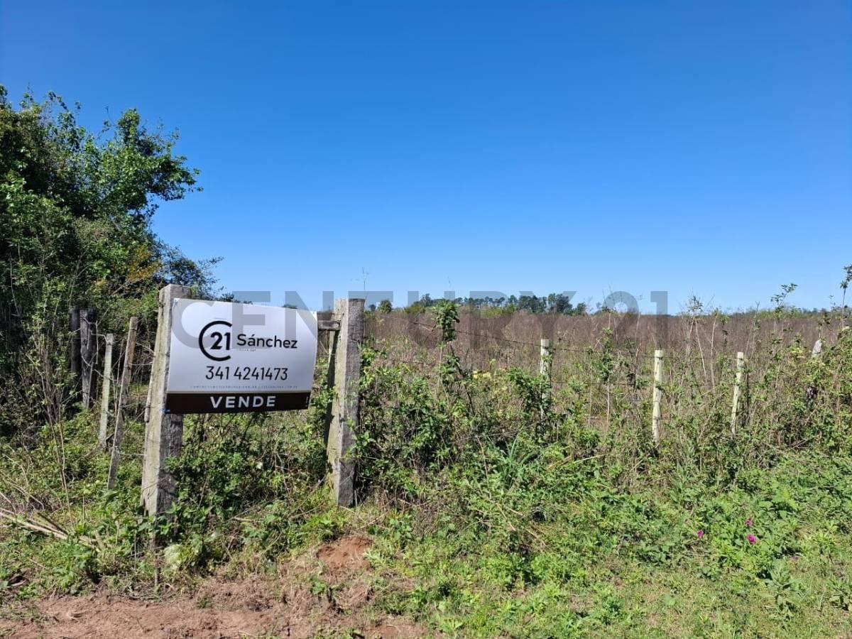 Foto de Venta - Campo Citrícola/Hortícola - Ganadero - Bella Vista - Corrientes, imagen 4