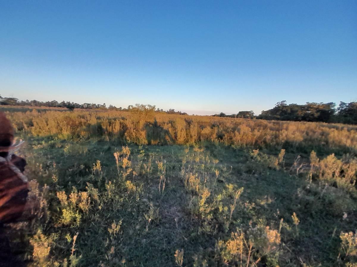 Foto de Venta - Campo Citrícola/Hortícola - Ganadero - Bella Vista - Corrientes, imagen 5