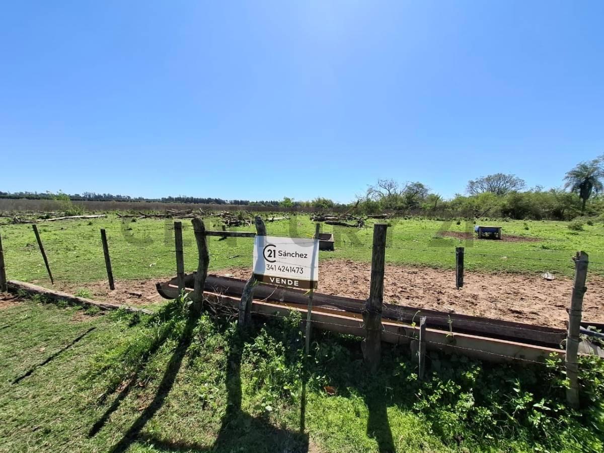 Foto de Venta - Campo Citrícola/Hortícola - Ganadero - Bella Vista - Corrientes, imagen 3