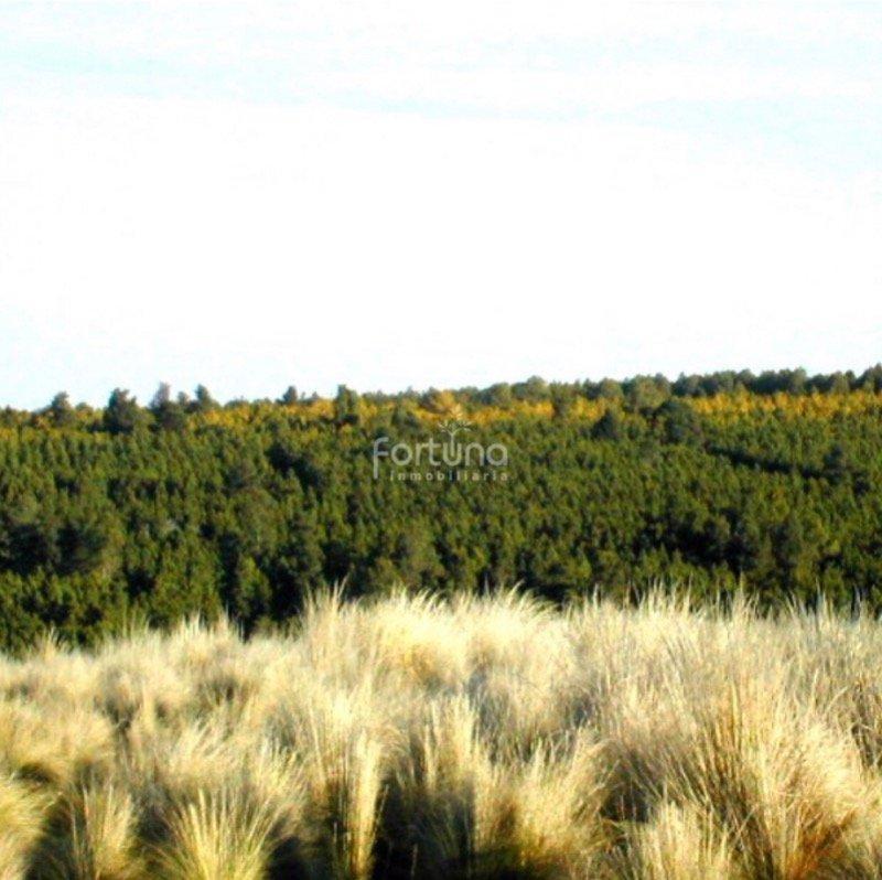 Venta de 80 Ha en Yacanto - Tlc0380 5