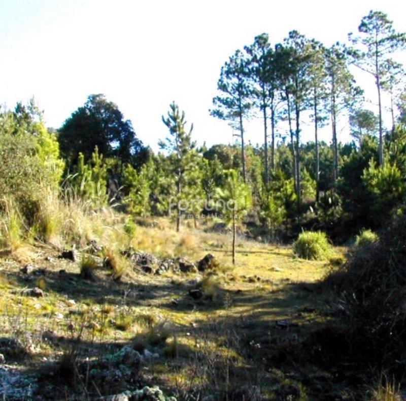 Venta de 80 Ha en Yacanto - Tlc0380 4