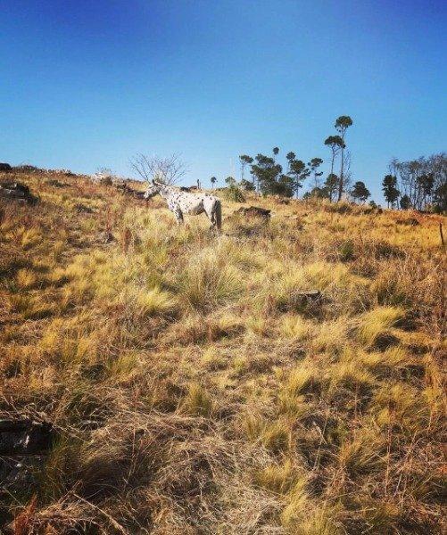 Venta de Hectarea en Yacanto de Calamuchita - Tlc0696 2