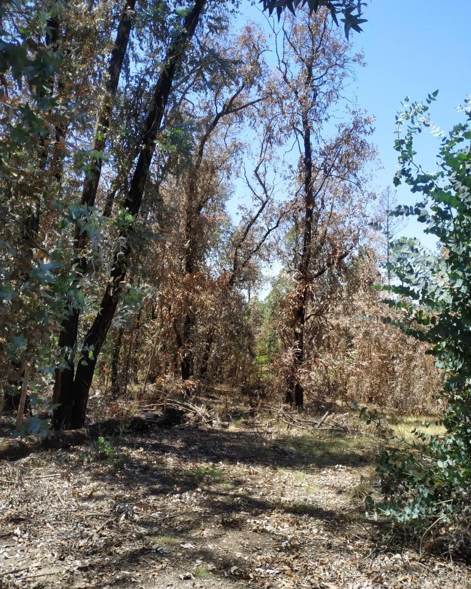 Venta de 3,7 Ha en Villa Yacanto - Tlc0707 2