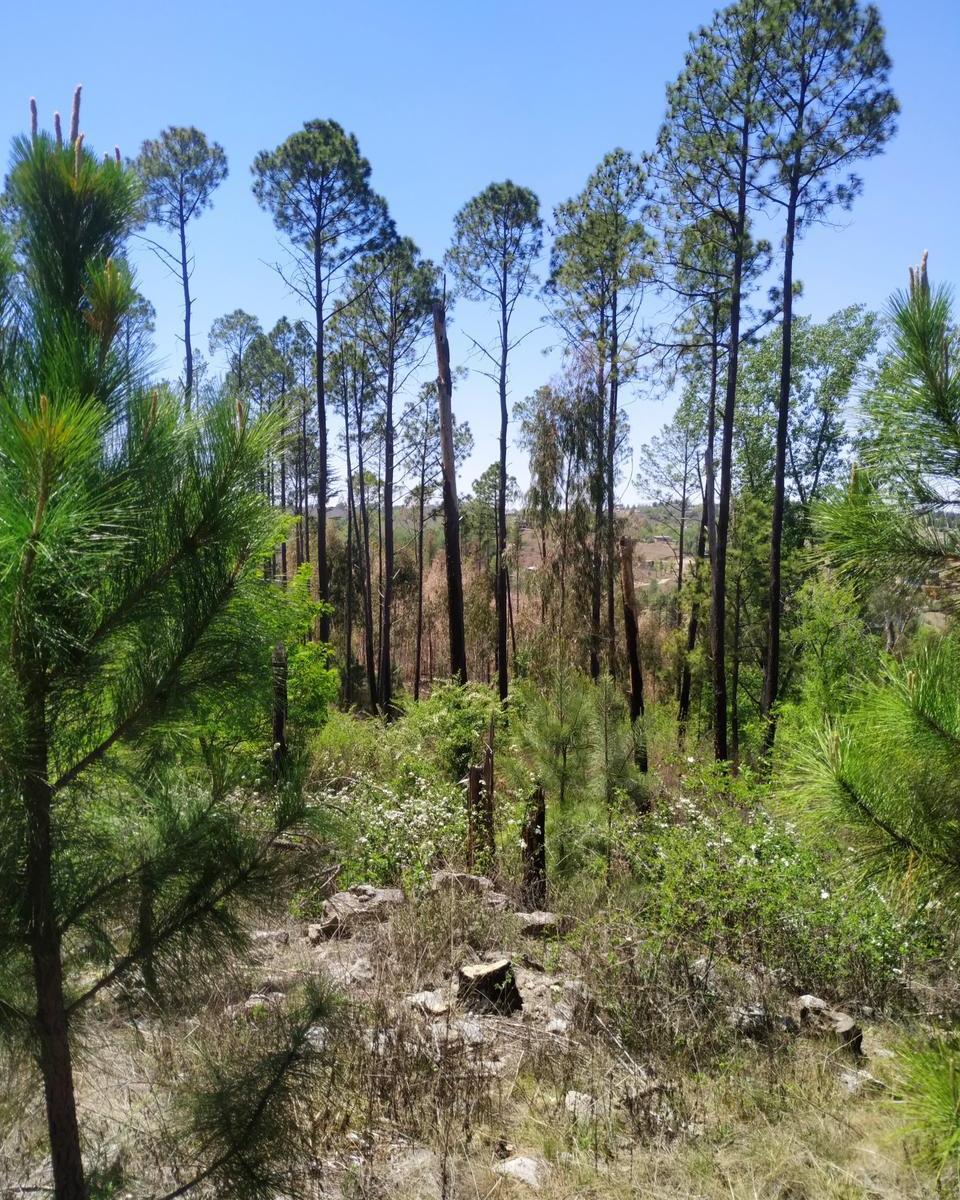 Venta de 3,7 Ha en Villa Yacanto - Tlc0707 1