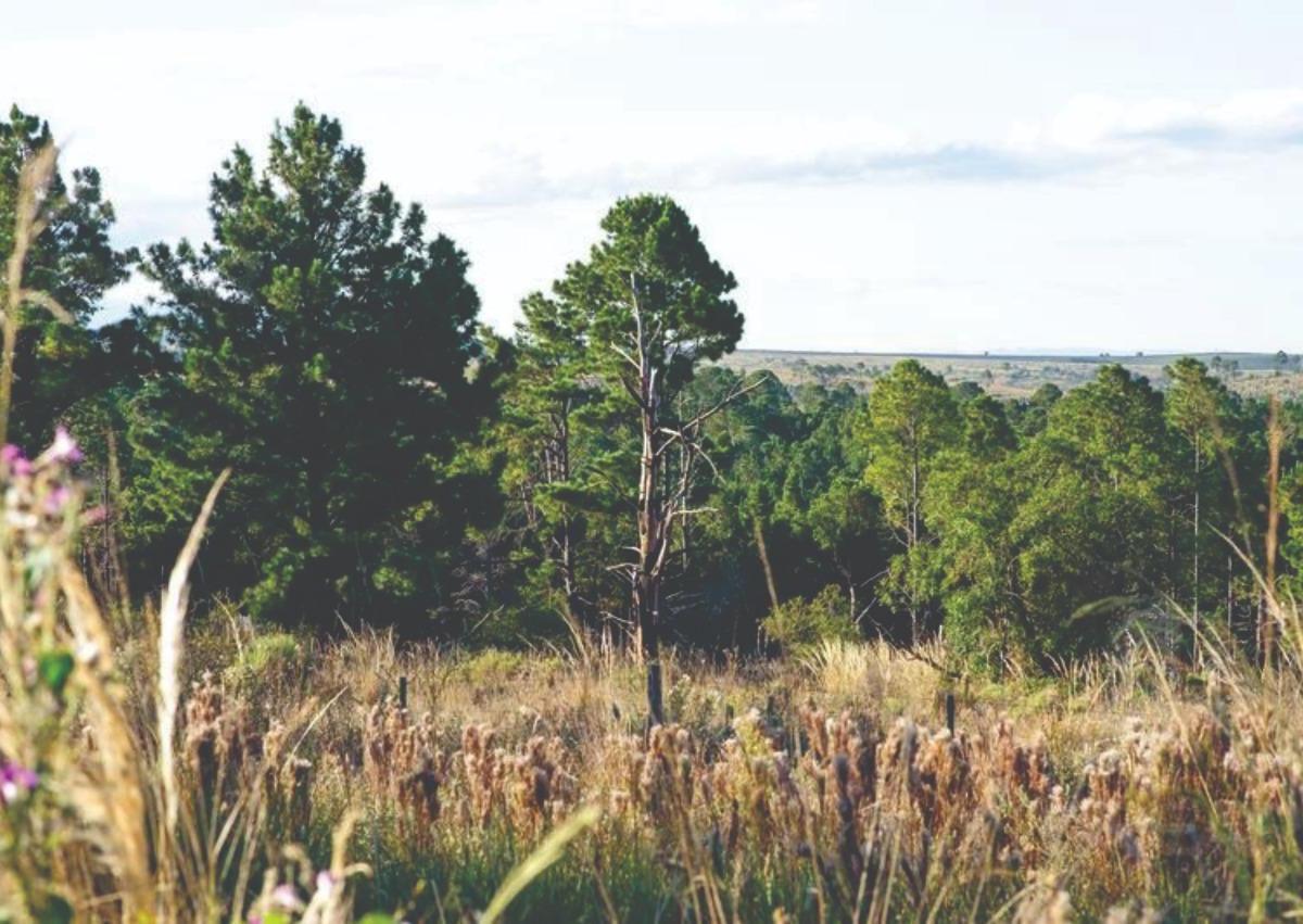 Venta de Campo de 22 Ha en Yacanto - Inv0012 5