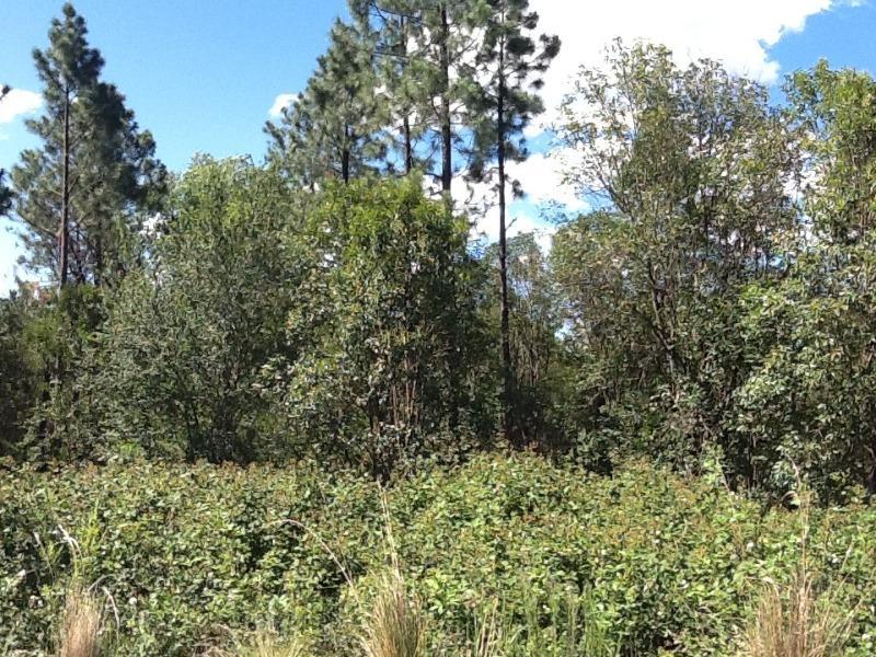 Venta de Campo de 22 Ha en Yacanto - Inv0012 2