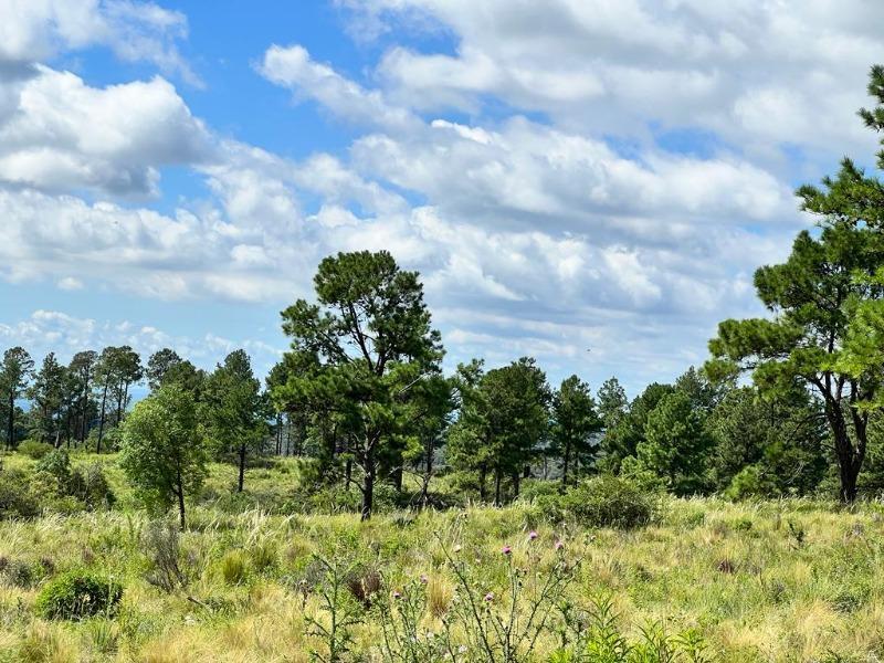 Venta de 40 Hectáreas en Yacanto - Inv0091 5