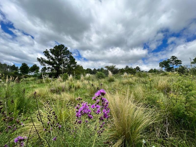 Venta de 40 Hectáreas en Yacanto - Inv0091 2