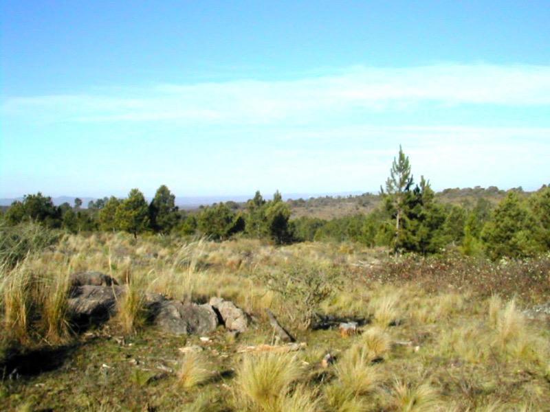 Venta de 80 Hectáreas en Yacanto - Inv021 3