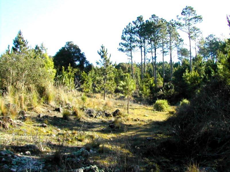 Venta de 80 Hectáreas en Yacanto - Inv021 2