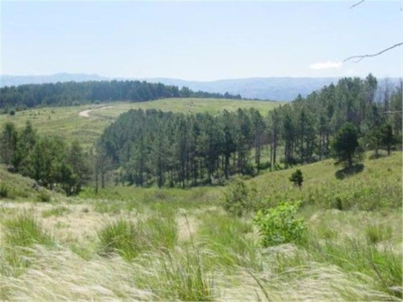 Foto de VENTA DE 2 HECTÁREAS EN VILLA BERNA - TLC0248, imagen 3