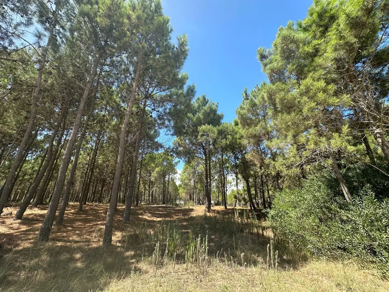 Terreno en Costa Del Este 5