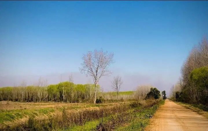 Campo en venta de 6has. Mixto único en la Zona Acceso por Balsa Canal Alem Campana. 4