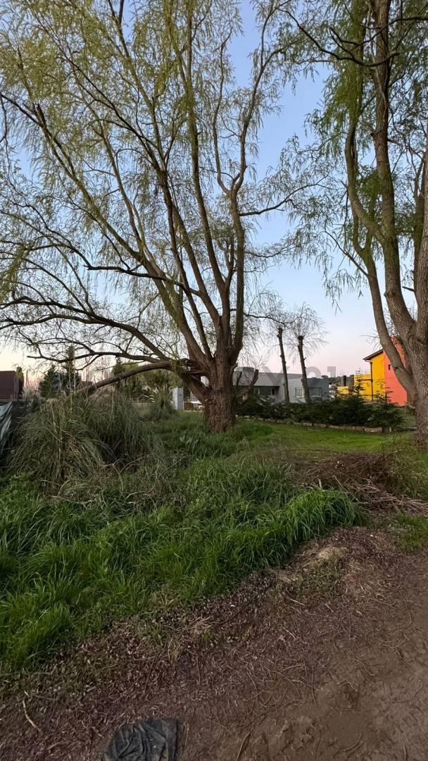 Foto de Las Margaritas entre Los Malvones y Las Madreselvas, Terreno en Venta, imagen 2