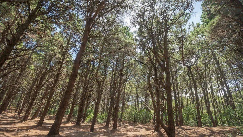 Foto de Las Margaritas entre Los Malvones y Las Madreselvas, Terreno en Venta, imagen 5