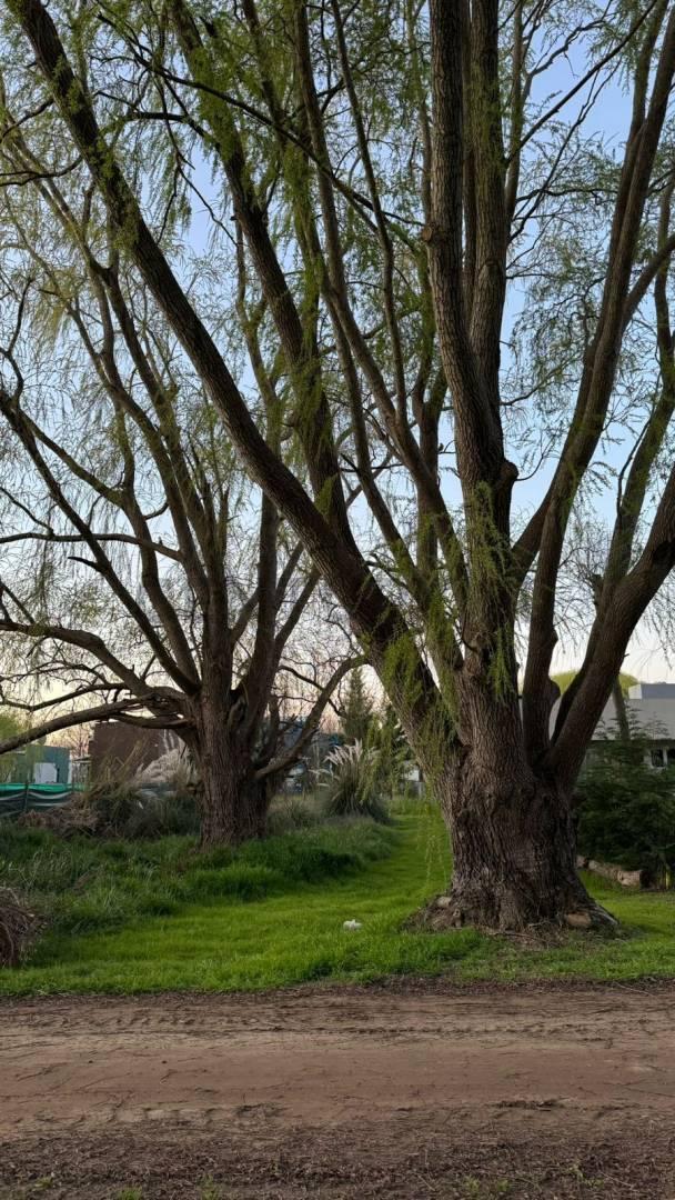 Foto de Las Margaritas entre Los Malvones y Las Madreselvas, Terreno en Venta, imagen 1