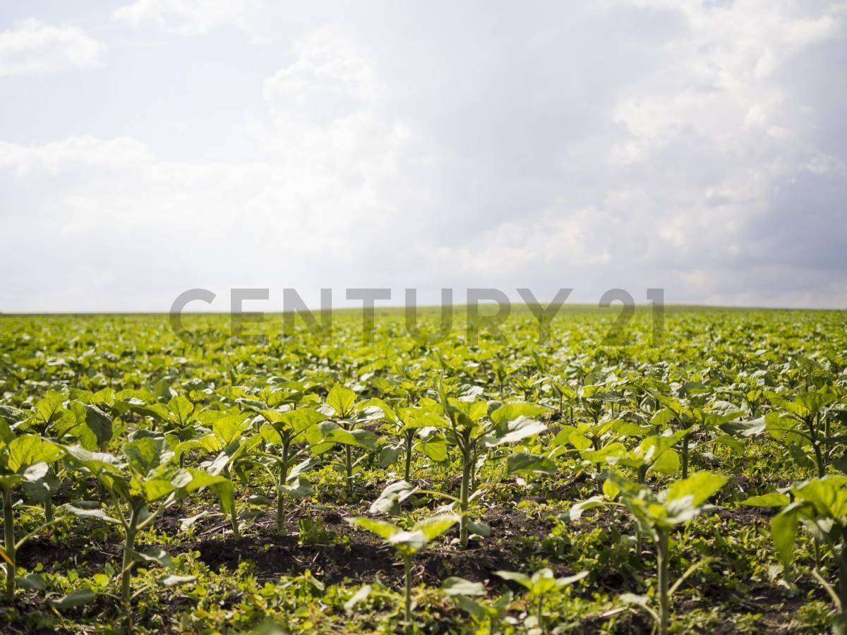 Foto de VENTA DE CAMPO DE 49 HECTARIAS. General Belgrano., imagen 2