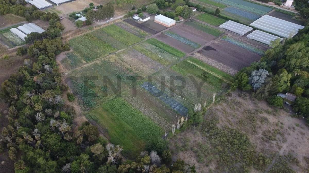Foto de 198 entre 498 y 502 . Venta Fracción en Abasto. Apto desarrollo. 18.000, imagen 2