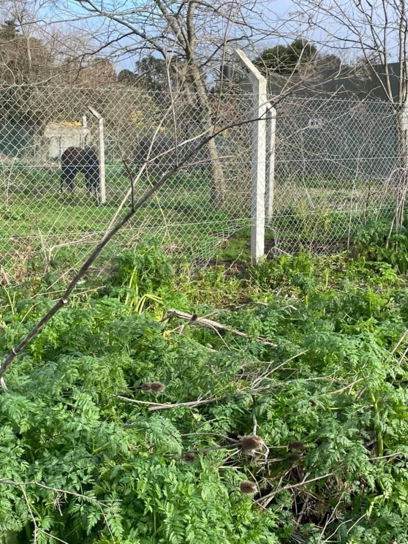 Foto de Jose Castillo al 800. Lote en Venta en Chascomús, imagen 1