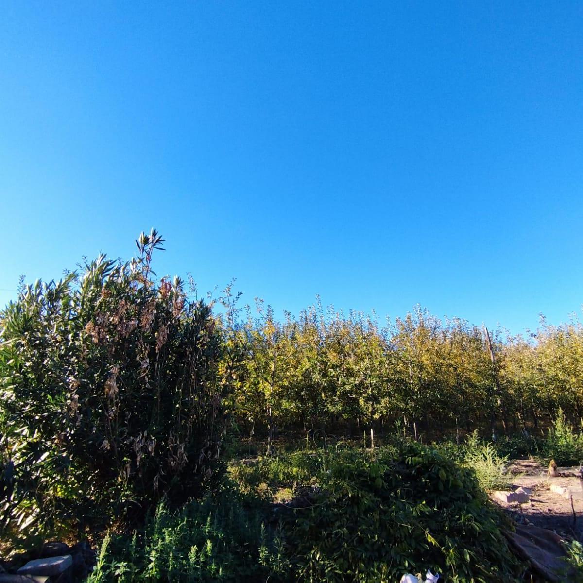 Venta de Chacra en Allen, 6 Ha 1
