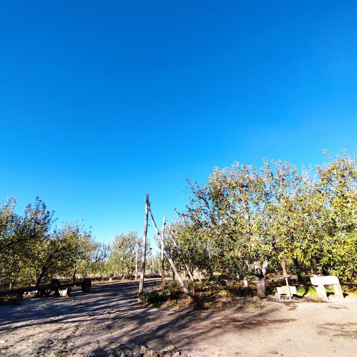 Venta de Chacra en Allen, 6 Ha 4