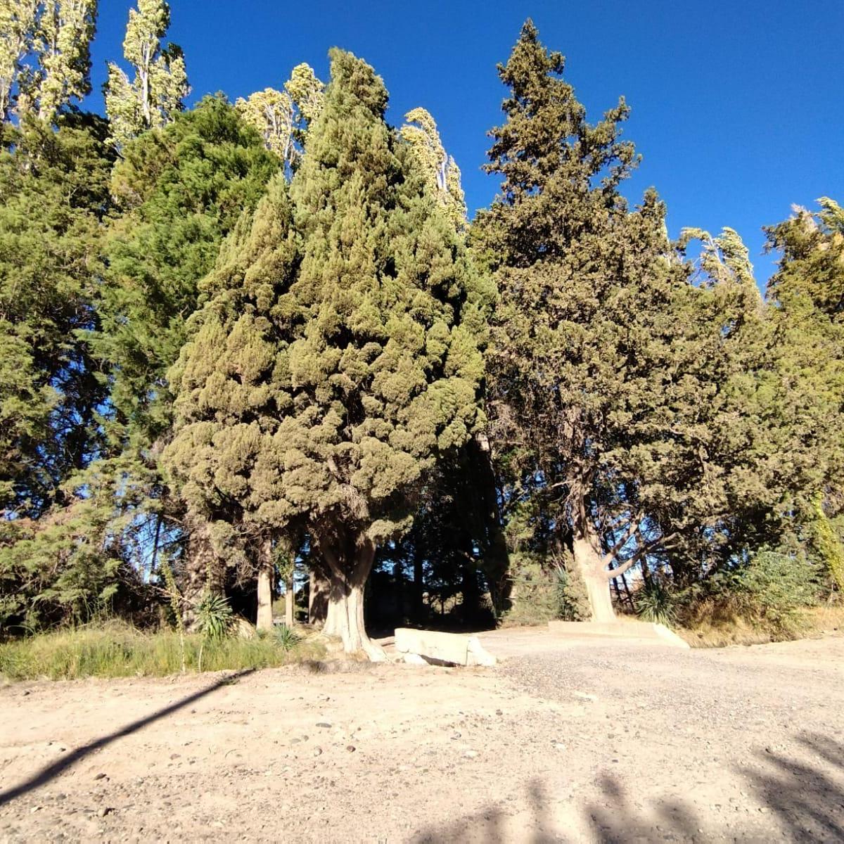 Venta de Chacra en Allen, 6 Ha 5