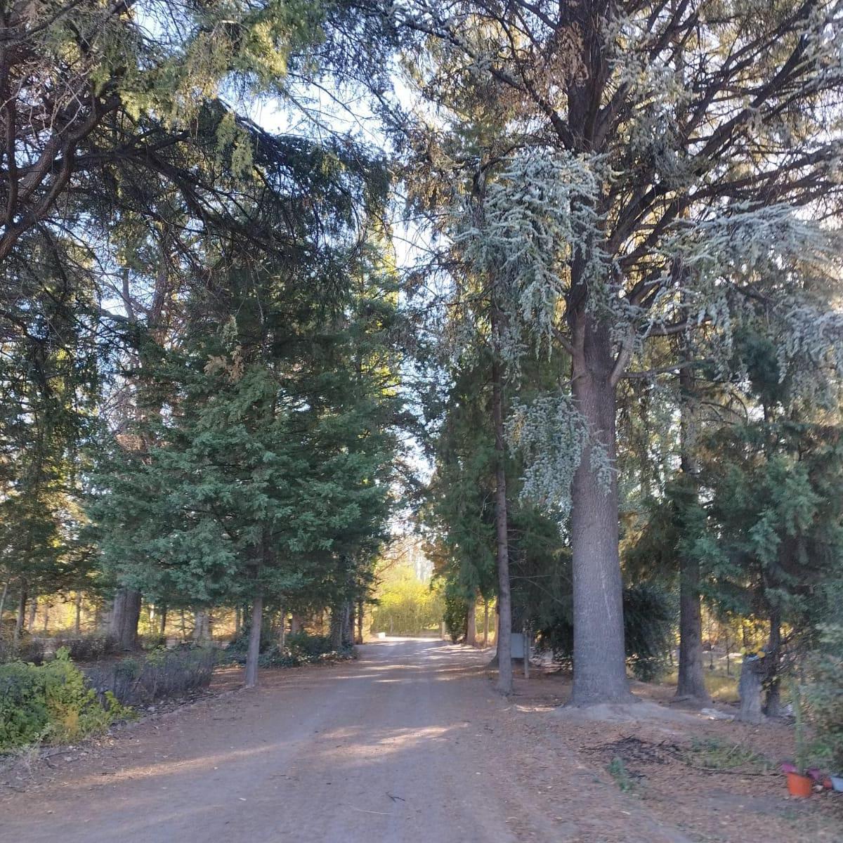 Venta de Chacra en Allen, 6 Ha 2