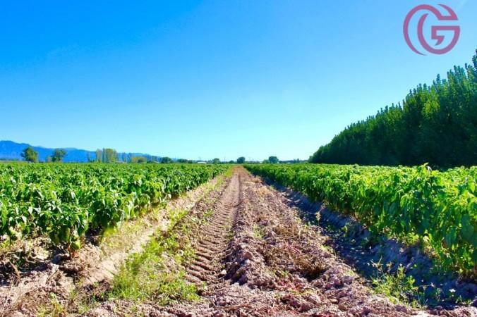 Greenwood Vende Finca de 15ha en Ugarteche, Ubicacion Privilegiada 1
