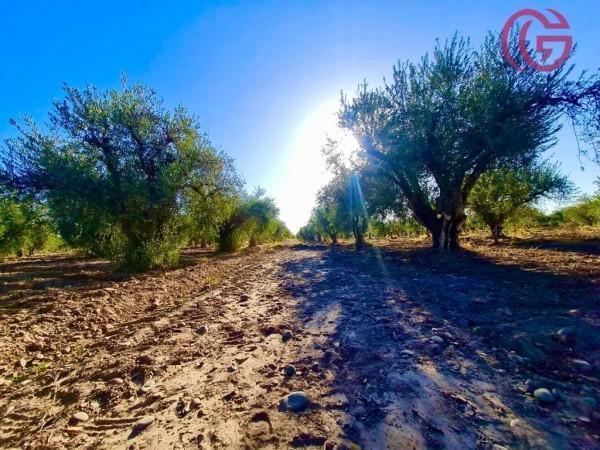 Foto de GREENWOOD VENDE FINCA CON POTENCIAL, imagen 5