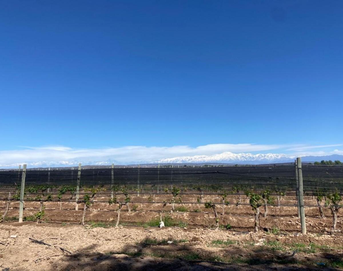 Greenwood Vende Inigualable Vinedo en Lujan de Cuyo - Barrancas, con Una Vista Unica a La Cordillera 4