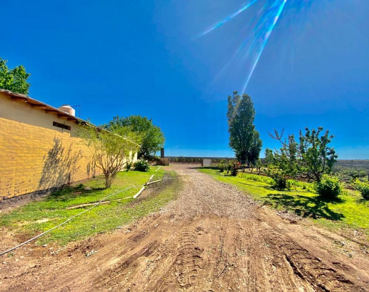 Greenwood Vende Inigualable Vinedo en Lujan de Cuyo - Barrancas, con Una Vista Unica a La Cordillera 2
