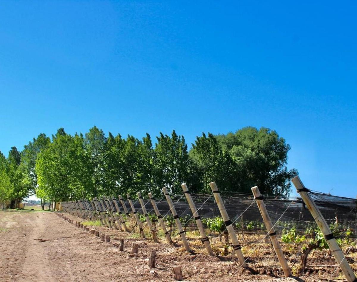 Greenwood Vende Inigualable Vinedo en Lujan de Cuyo - Barrancas, con Una Vista Unica a La Cordillera 5