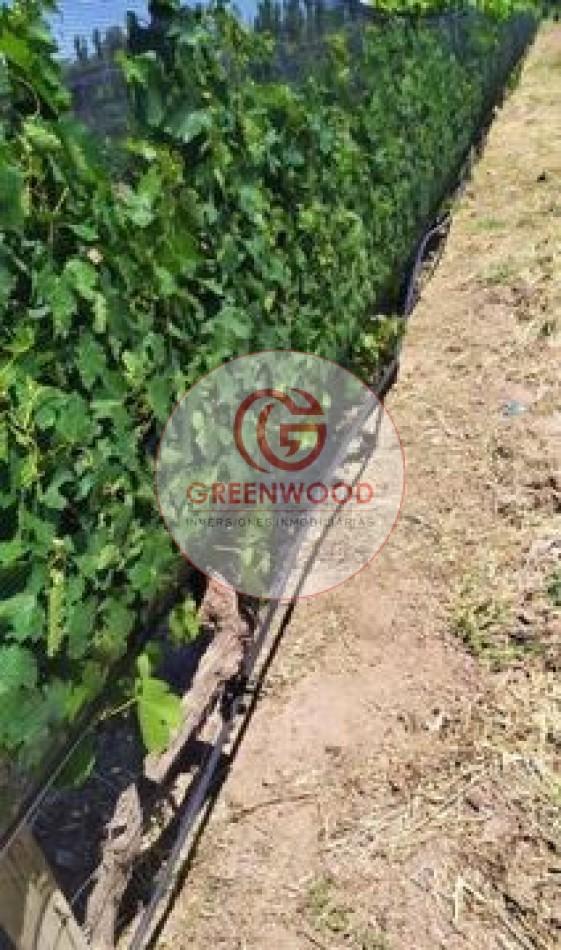 Greenwood Vende Fabulosa Finca con Viñedo, Casa y Pequeña Bodega Artesanal en San Rafael 3
