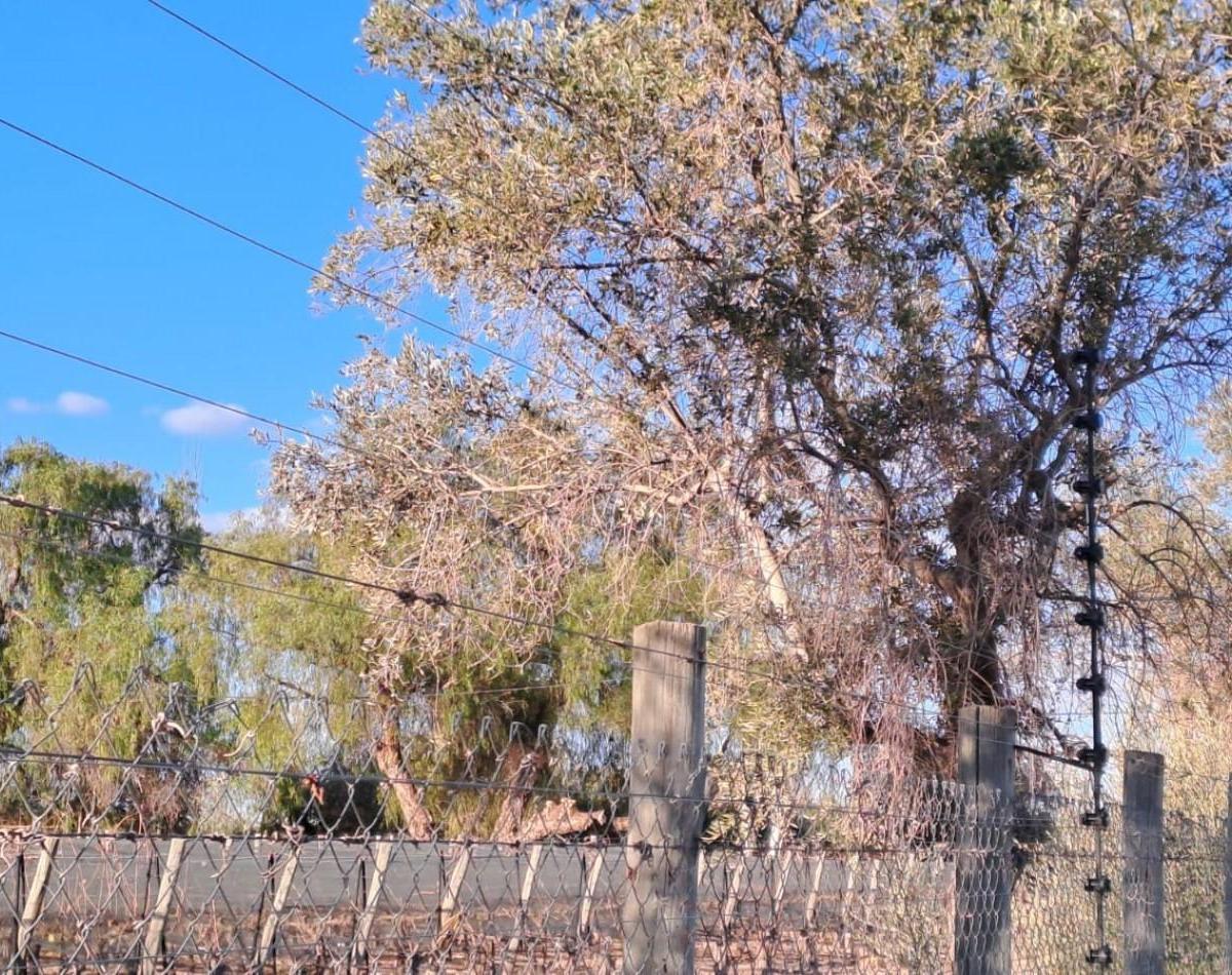 Greenwood Vende Lote en El Barrio Privado Maria Antonieta 3