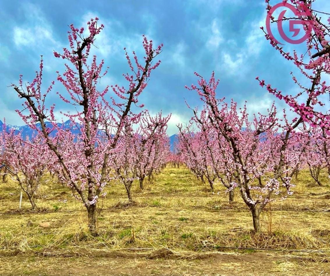 Foto de Greenwood Vende Inigualable Finca en Vista Flores Tunuyan, Excelente, imagen 2