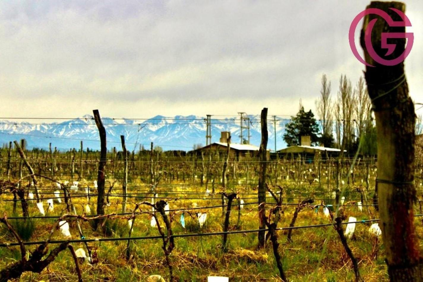 Foto de Greenwood Vende Inigualable Finca en Vista Flores Tunuyan, Excelente, imagen 4