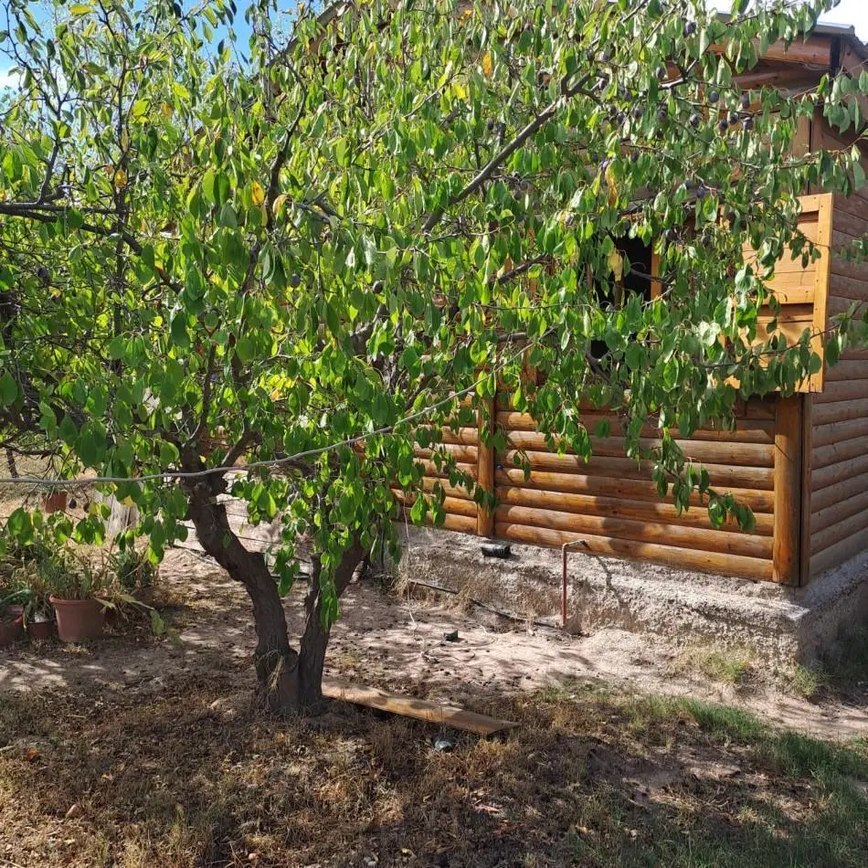 VENTA DE CASA CON TERRENO CULTIVADO EN MAIPU 3