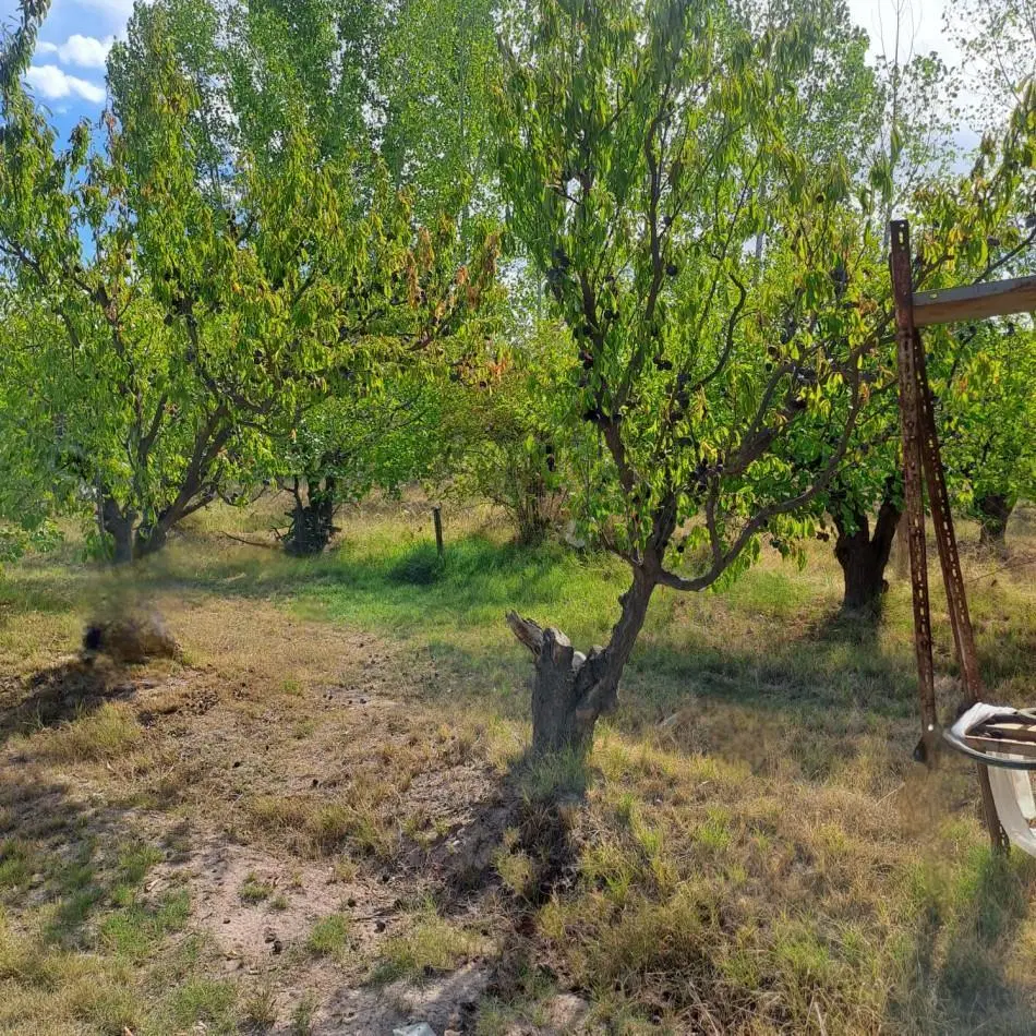 VENTA DE CASA CON TERRENO CULTIVADO EN MAIPU 2