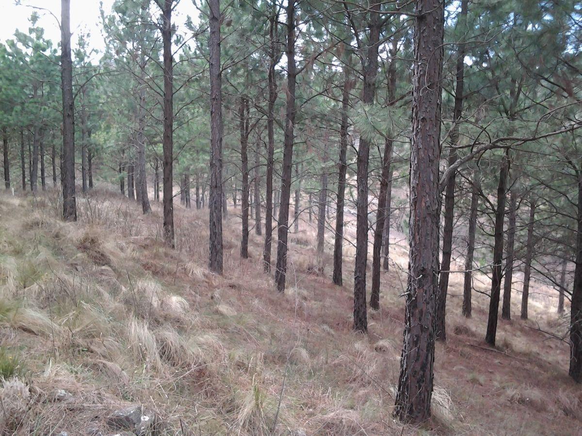 Foto de Villa Berna, Calamuchita, Córdoba, 10 Ha en zona semirural, imagen 2