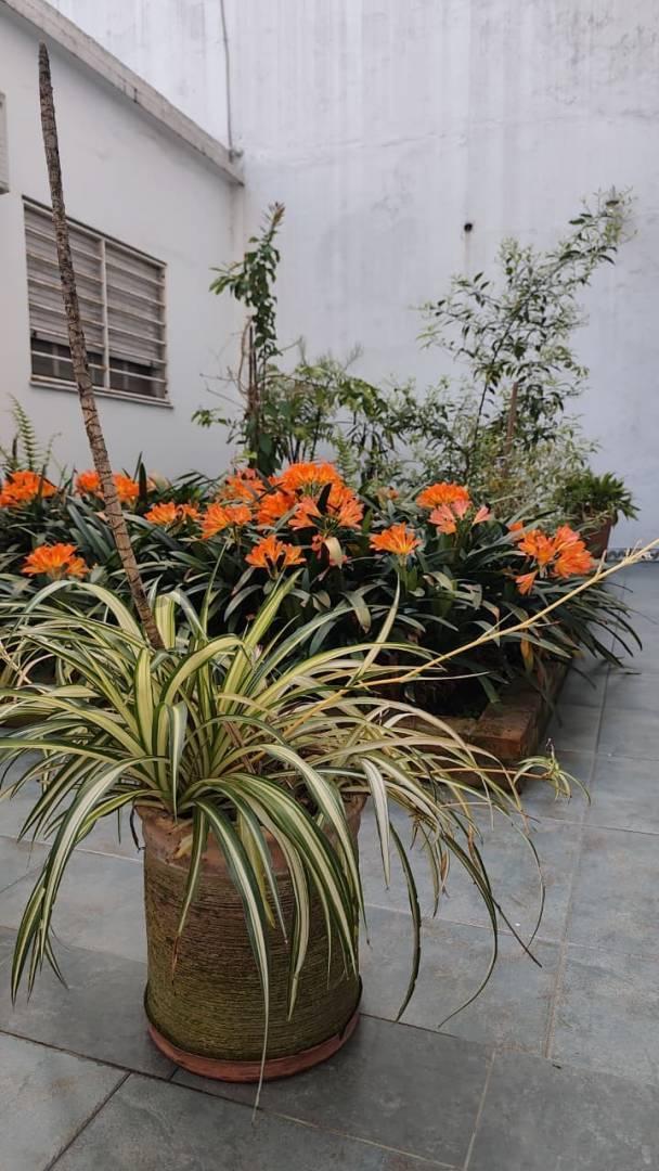 Foto de 2 AMBIENTES CON PATIO PROPIO Y PULMÓN VERDE – CABALLITO, imagen 2
