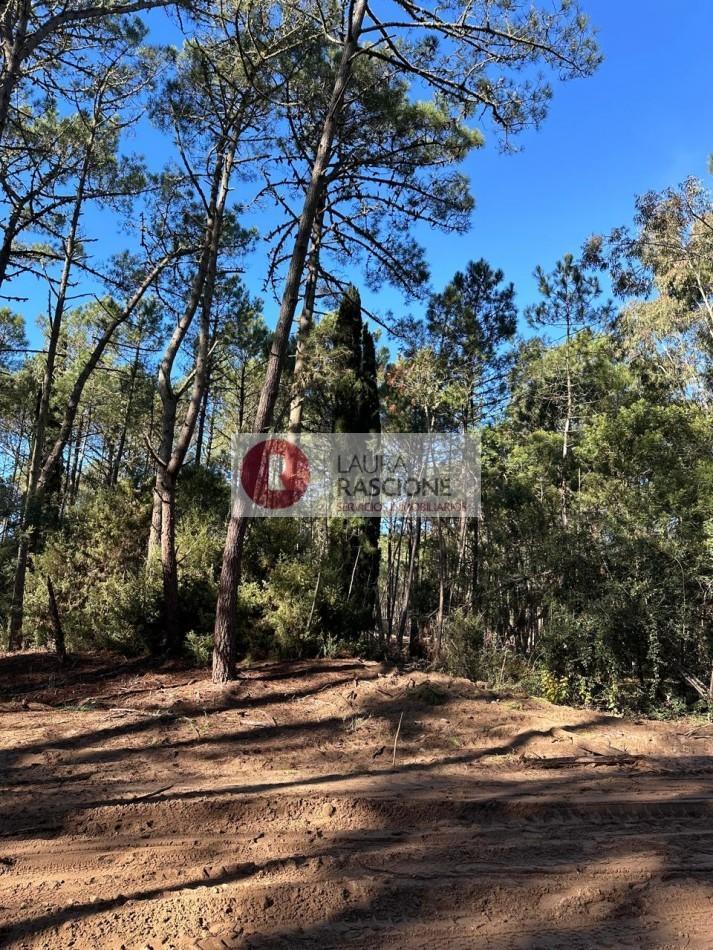 Foto de OPORTUNIDAD -LOTE EN BARRIO LOS ENEBROS -CARILO´-, imagen 4
