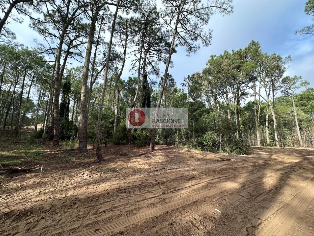 Foto de OPORTUNIDAD -LOTE EN BARRIO LOS ENEBROS -CARILO´-, imagen 2