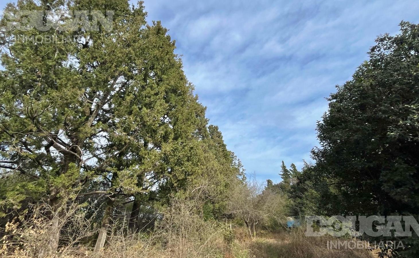 Foto de VENTA - Amplia Parcela en Piedra Blanca Abajo - Merlo San Luis, imagen 5