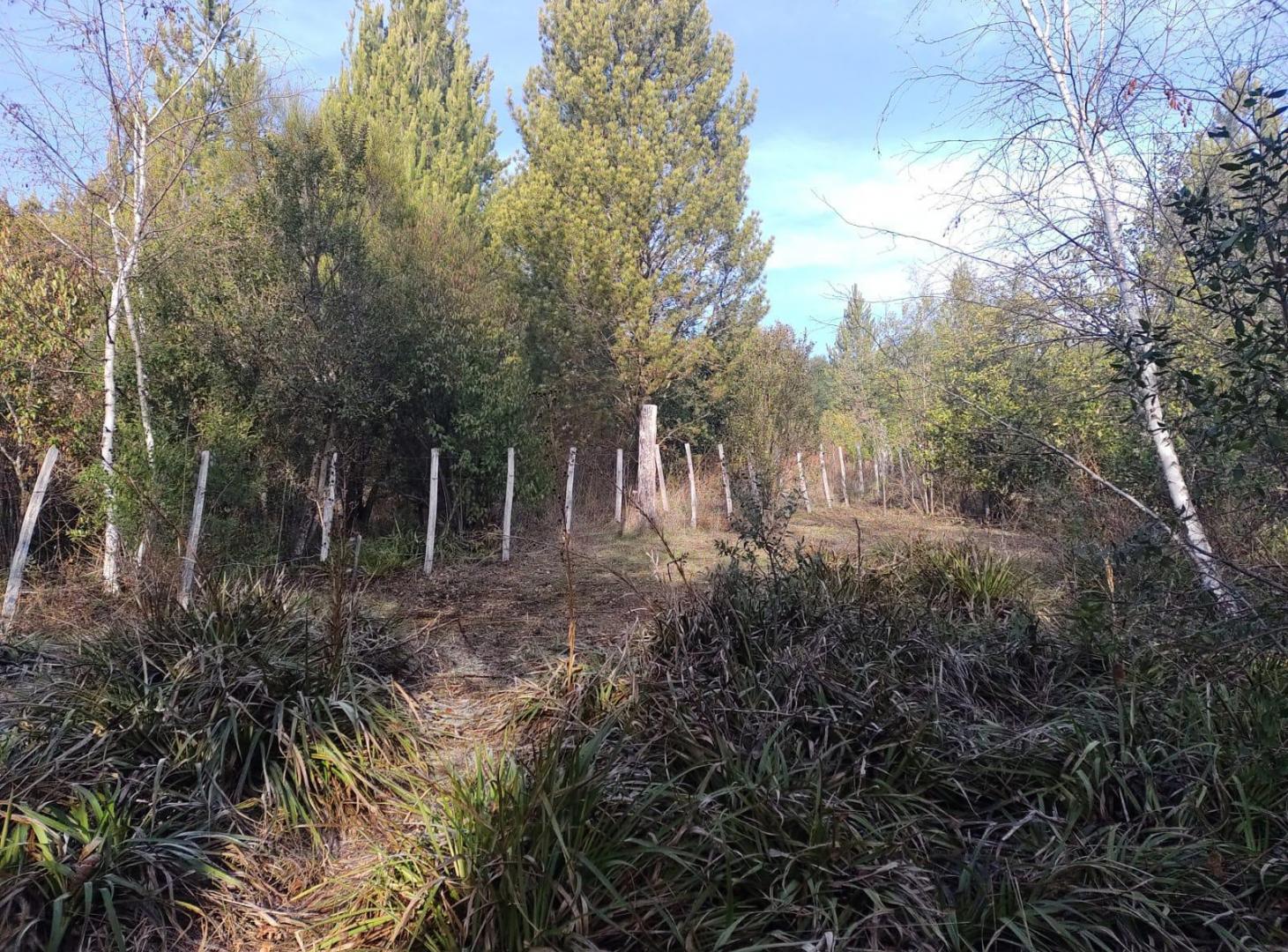 Foto de Terreno Barrio Buena vista, imagen 4
