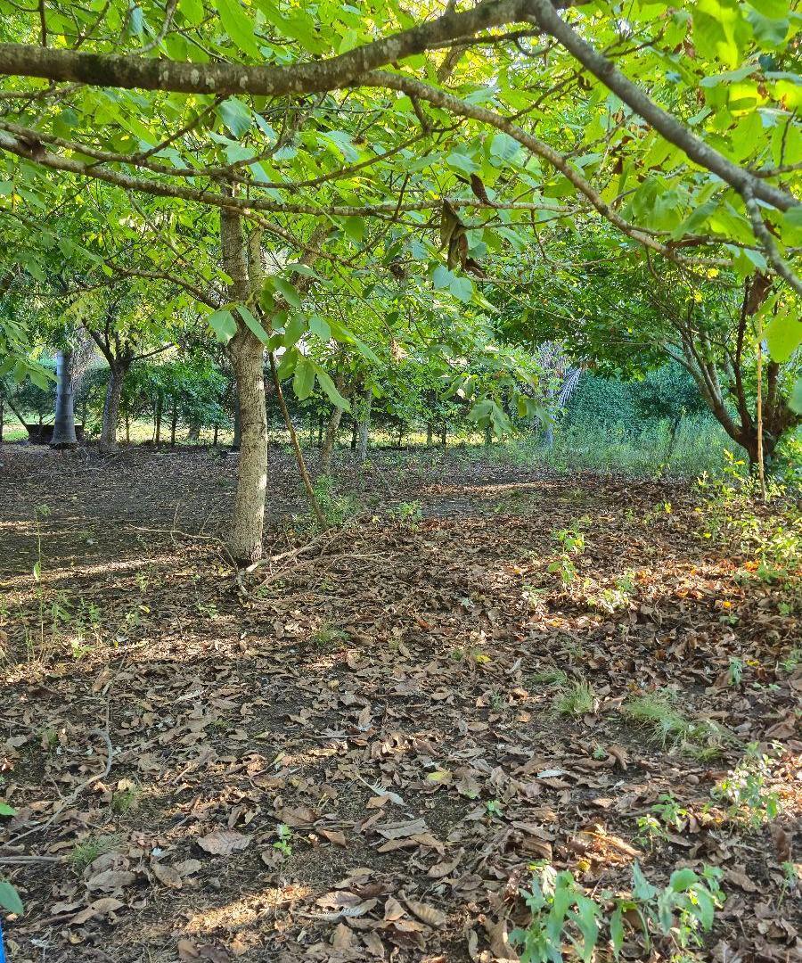Foto de Terreno En Venta - Loma Verde, imagen 3