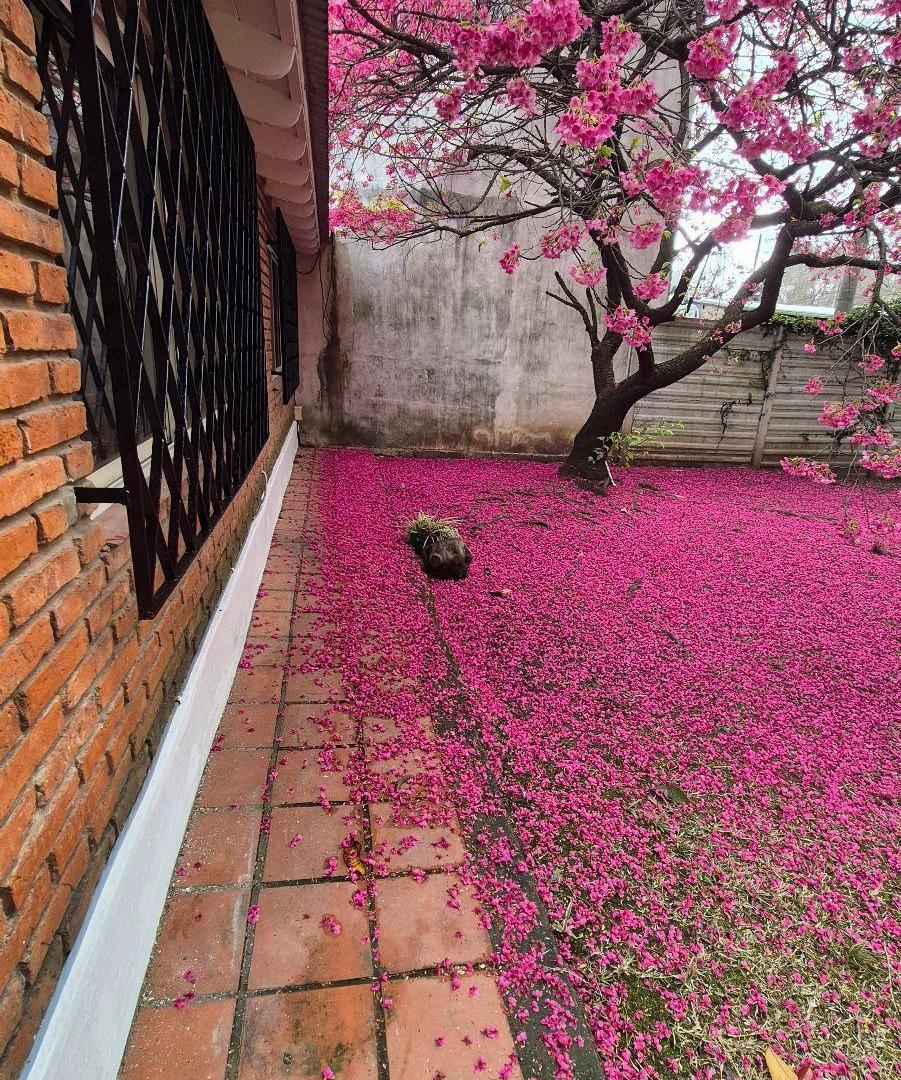 Foto de Casa en alquiler en Barrio Bello Horizonte, imagen 5
